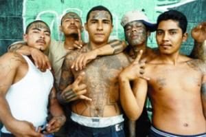 gang - ms13